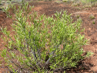 APII jpeg image of Alectryon oleifolius subsp. canescens  © contact APII