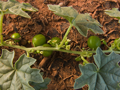 APII jpeg image of Austrobryonia micrantha  © contact APII