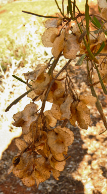 APII jpeg image of Dodonaea viscosa subsp. angustissima  © contact APII