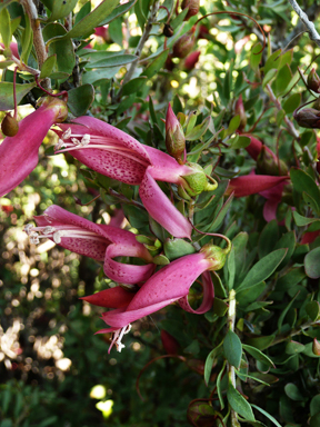 APII jpeg image of Eremophila maculata subsp. maculata  © contact APII