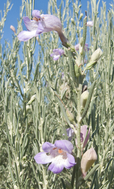 APII jpeg image of Eremophila scoparia  © contact APII