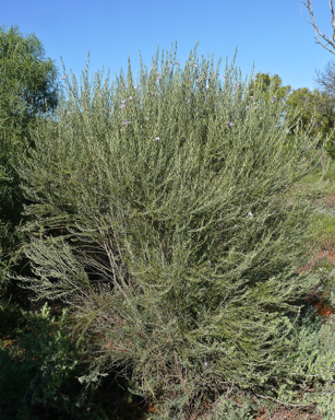 APII jpeg image of Eremophila scoparia  © contact APII