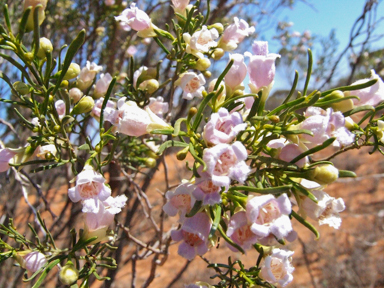 APII jpeg image of Eremophila sturtii  © contact APII