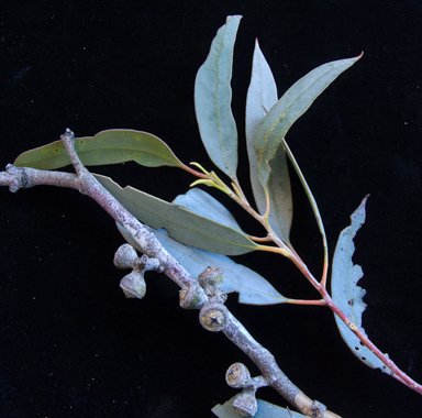 APII jpeg image of Eucalyptus campaspe  © contact APII