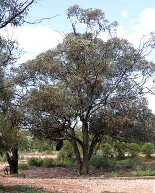 APII jpeg image of Eucalyptus torquata  © contact APII