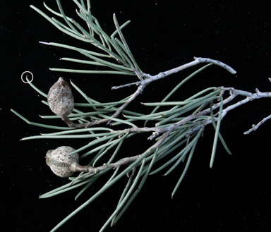 APII jpeg image of Hakea tephrosperma  © contact APII