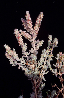 APII jpeg image of Maireana trichoptera  © contact APII