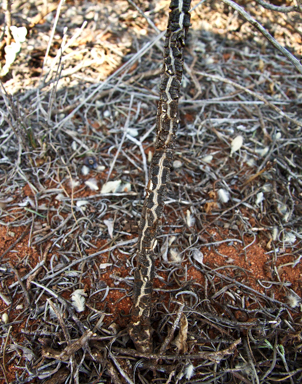 APII jpeg image of Leichhardtia australis  © contact APII