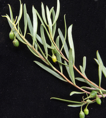 APII jpeg image of Myoporum platycarpum subsp. platycarpum  © contact APII