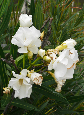 APII jpeg image of Nerium oleander  © contact APII