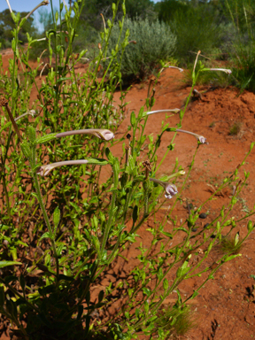 APII jpeg image of Nicotiana occidentalis subsp. obliqua  © contact APII