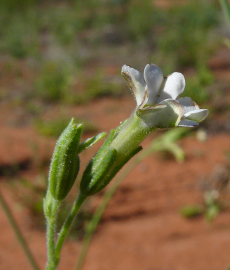 APII jpeg image of Nicotiana velutina  © contact APII