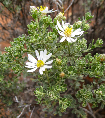 APII jpeg image of Olearia minor  © contact APII
