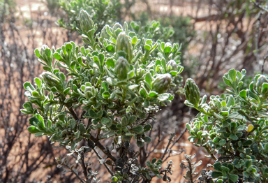 APII jpeg image of Olearia minor  © contact APII
