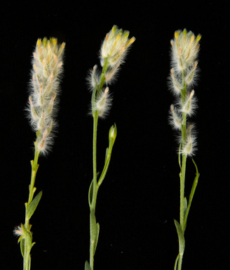 APII jpeg image of Pimelea trichostachya  © contact APII