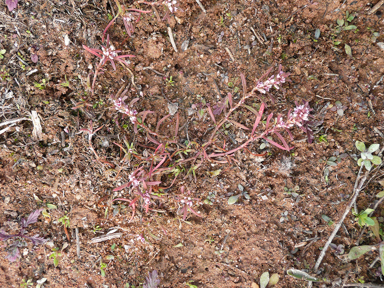 APII jpeg image of Polygonum plebeium  © contact APII