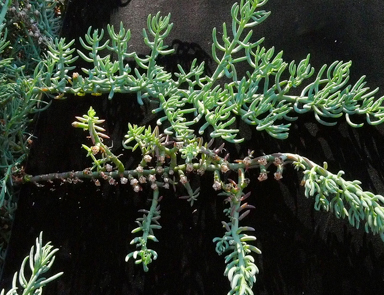 APII jpeg image of Mesembryanthemum granulicaule  © contact APII