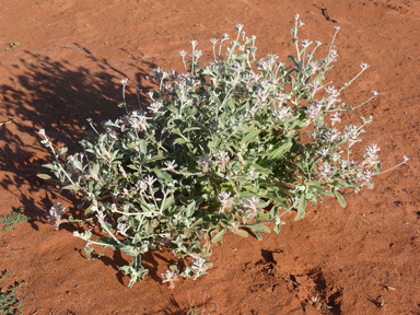 APII jpeg image of Ptilotus obovatus  © contact APII