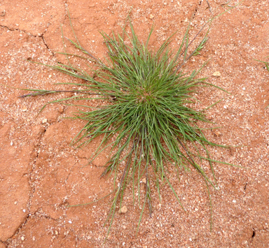 APII jpeg image of Schismus barbatus  © contact APII