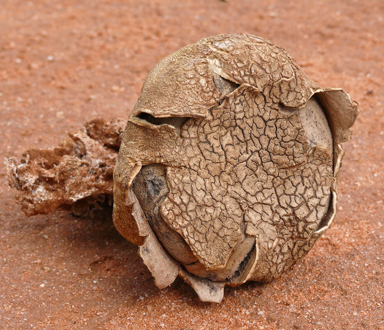 APII jpeg image of Scleroderma sp.  © contact APII