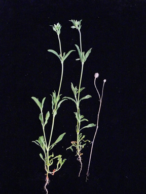 APII jpeg image of Silene nocturna  © contact APII