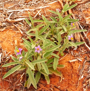 APII jpeg image of Solanum esuriale  © contact APII