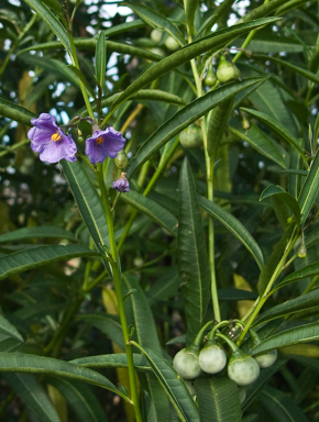 APII jpeg image of Solanum simile  © contact APII