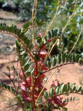 APII jpeg image of Swainsona colutoides  © contact APII