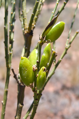 APII jpeg image of Templetonia egena  © contact APII