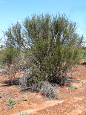 APII jpeg image of Templetonia egena  © contact APII