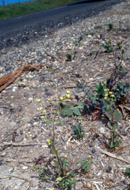 APII jpeg image of Galinsoga parviflora  © contact APII