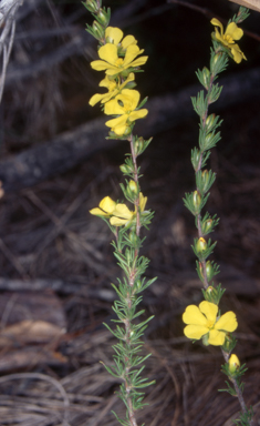 APII jpeg image of Hibbertia fasciculata  © contact APII