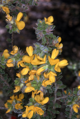 APII jpeg image of Pultenaea ferruginea  © contact APII