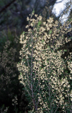 APII jpeg image of Pomaderris phylicifolia subsp. ericoides  © contact APII