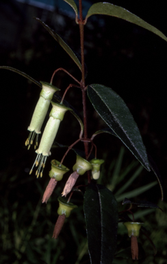 APII jpeg image of Correa baeuerlenii  © contact APII