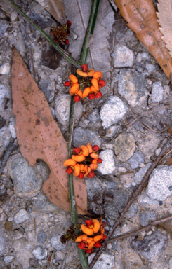 APII jpeg image of Daviesia alata  © contact APII