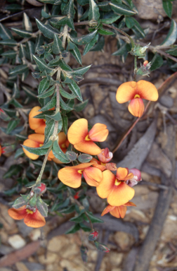 APII jpeg image of Podolobium procumbens  © contact APII