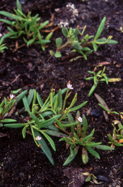 APII jpeg image of Calandrinia pickeringii  © contact APII
