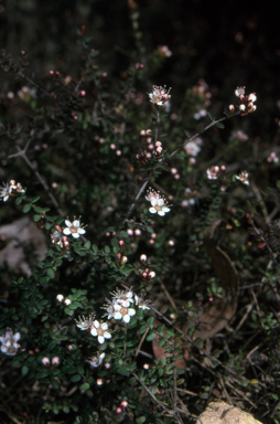 APII jpeg image of Euryomyrtus denticulata  © contact APII