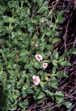 APII jpeg image of Gratiola nana  © contact APII