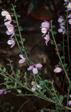 APII jpeg image of Thelymitra ixioides  © contact APII