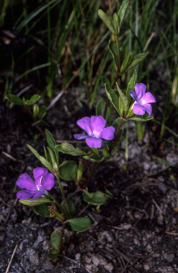 APII jpeg image of Brunoniella pumilio  © contact APII