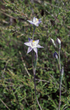 APII jpeg image of Thelymitra holmesii  © contact APII