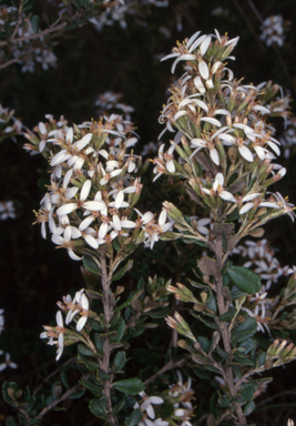 APII jpeg image of Olearia myrsinoides  © contact APII