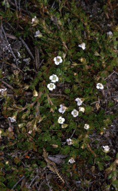 APII jpeg image of Mitrasacme pilosa var. pilosa  © contact APII