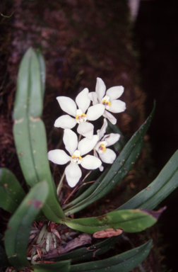 APII jpeg image of Sarcochilus falcatus  © contact APII