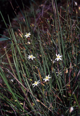 APII jpeg image of Thelionema umbellatum  © contact APII
