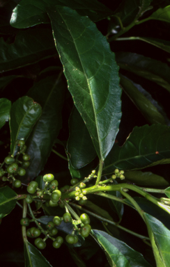 APII jpeg image of Claoxylon australe  © contact APII