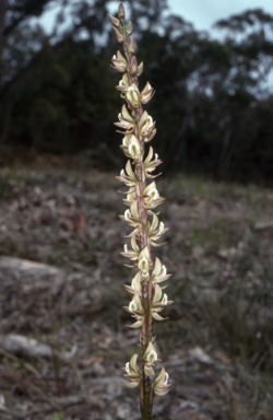 APII jpeg image of Prasophyllum elatum  © contact APII