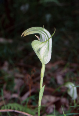 APII jpeg image of Pterostylis baptistii  © contact APII